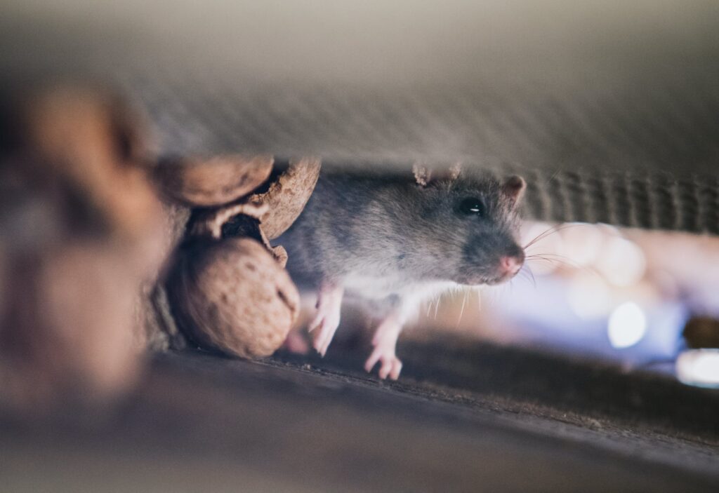 How to Diagnose Rodent or Rat Damage to a Wiring Harness - Euro Car Electronics - eurocarelectronics.com.au