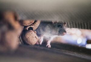 How to Diagnose Rodent or Rat Damage to a Wiring Harness - Euro Car Electronics - eurocarelectronics.com.au